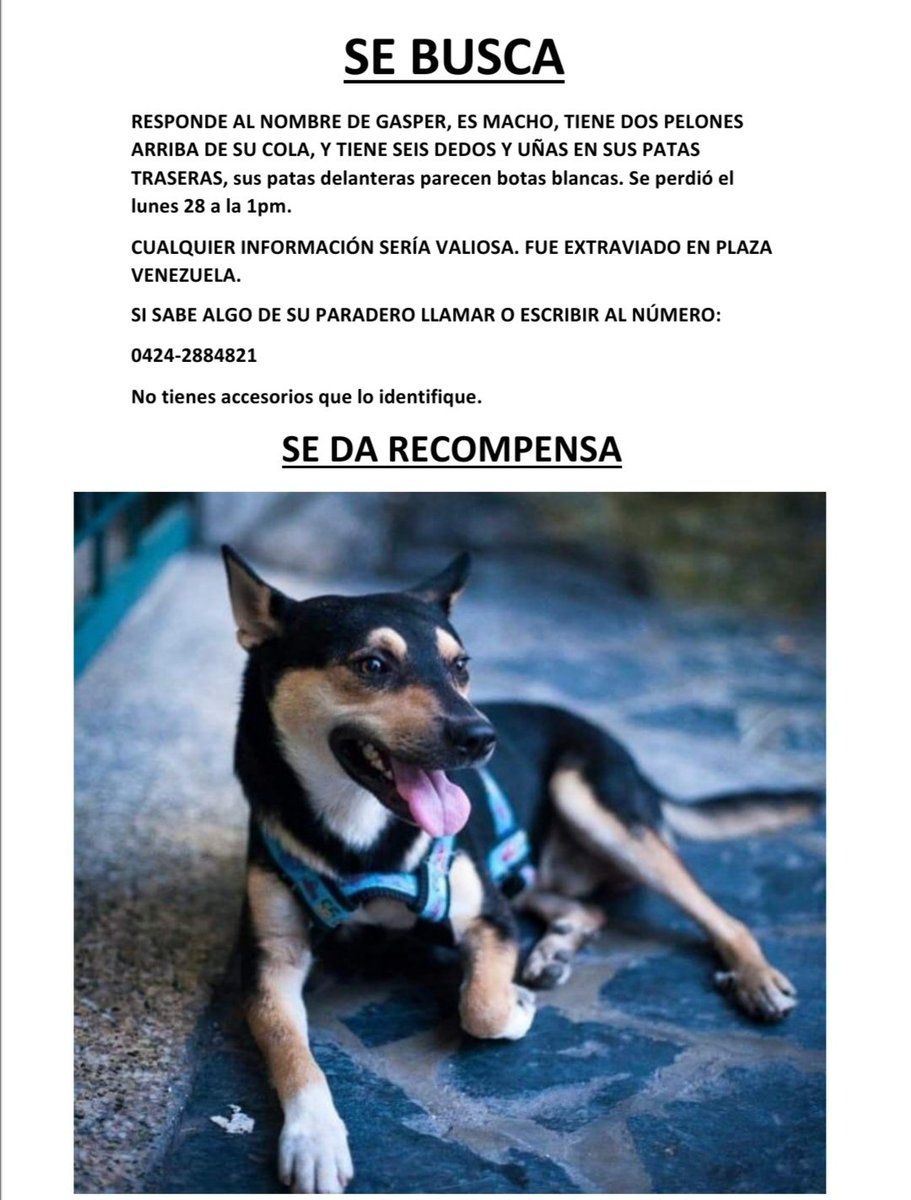 Angiegzh's tweet photo. Aún no tengo noticias de Gasper. La última vez fue visto el día miércoles en la libertador, cerca del ivoo
Extraño a mi bebé
Si pueden ayudarme a difundir estaría muy agradecida 🙏🙏
Para que vuelva pronto a casa
#caracas #libertador #perro #perrito #perroperdido #perritoperdido https://t.co/JJgbSQPKeI