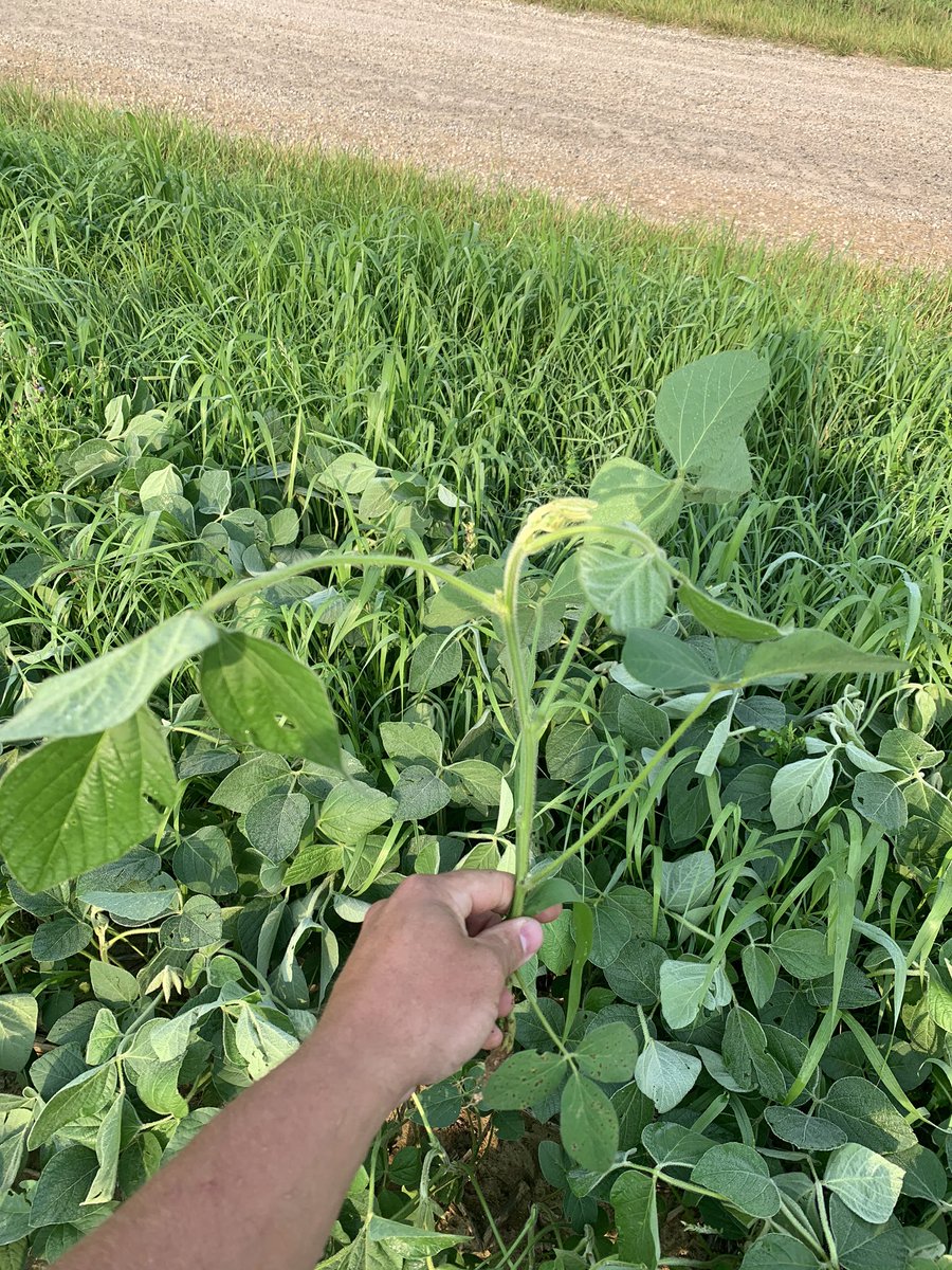 Contrary to popular opinion, #dicamba isn’t the only herbicide that drifts. Where’s the date cutoffs and setback restrictions?  <a href="/EnlistOnline/">Enlist™ weed control system</a> #enlistduo #teamdicamba
