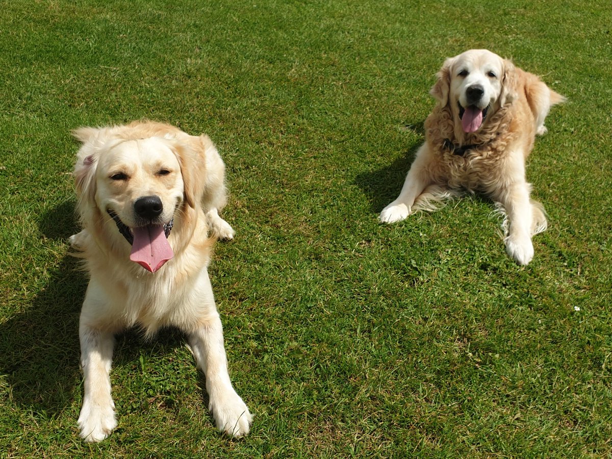 CDPSdogs's tweet photo. School dogs Wilbur and Denzil out on the front field @CDPStoday this morning, ready for another week of learning! 

#CirencesterDeerParkSchool #SchoolDogs #SchoolDog #Cirencester #DeerParkSchool https://t.co/UFjy6RoFMM