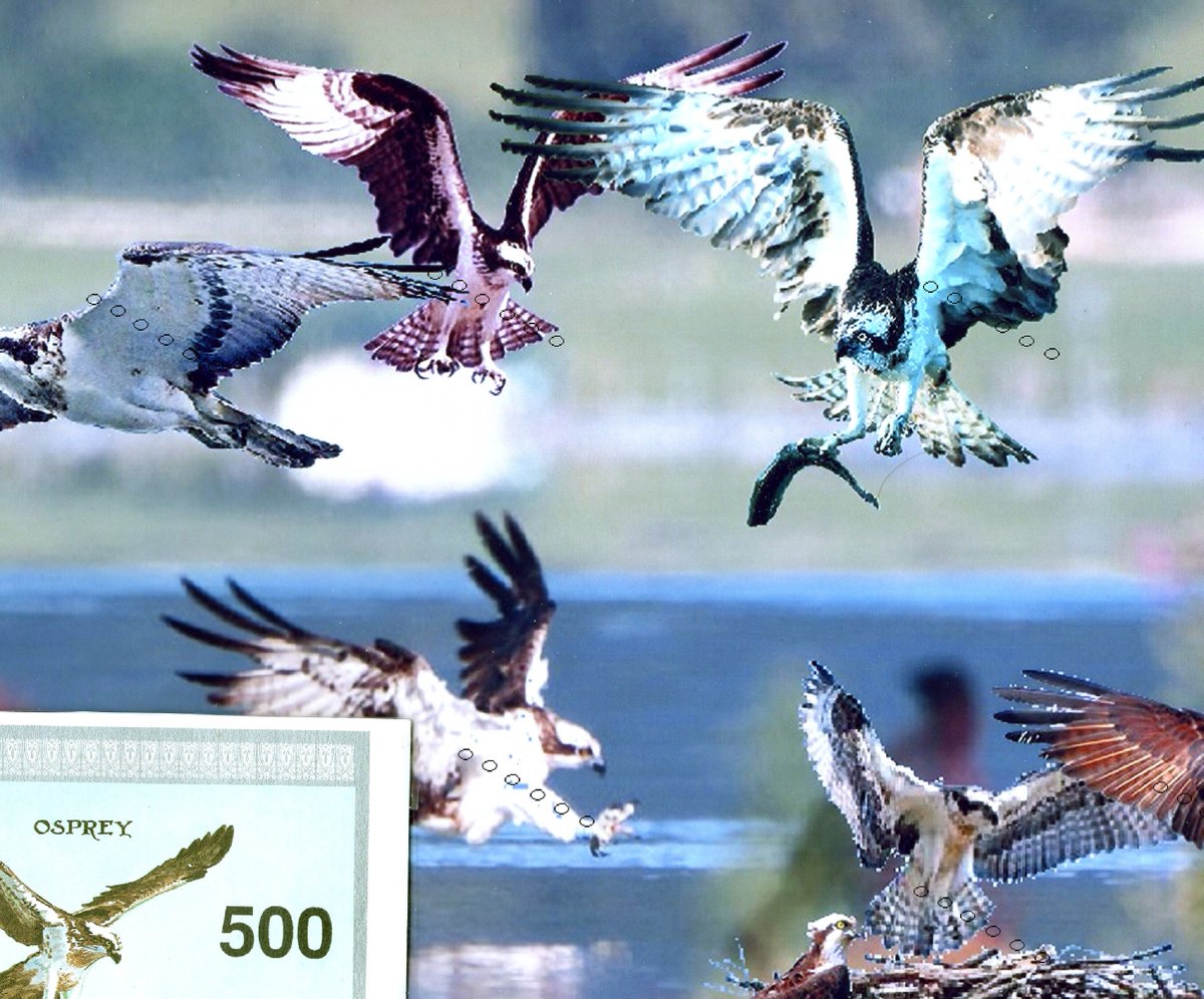 barbierjeanf's tweet photo. Les oiseaux de proie : Le balbuzard
Impression numérique A4 avec timbre fantaisie
https://t.co/pLeLoLsbmq
#Balbuzardpêcheur #oiseaurapace #faune #nature #artnumérique #timbrefantaisie #BatumGeorgie1994 #impressionA4 #modèleunique #tiragephoto #décorationmurale #cadeauphilatéliste https://t.co/GQ5aWwRX4M