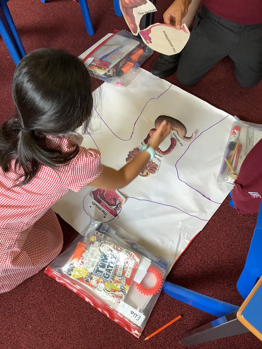 TyntesfieldLC's tweet photo. Learning about the digestive system... where do the different parts of the body go and what is their function? https://t.co/yWWyVGCxRN