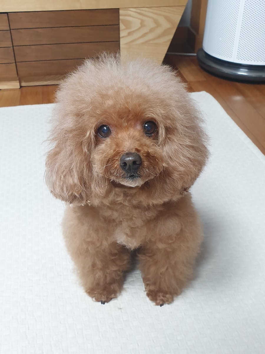 더위와 습도와 싸우는 피부땜에 목욕하기 바쁜 강아지🥲