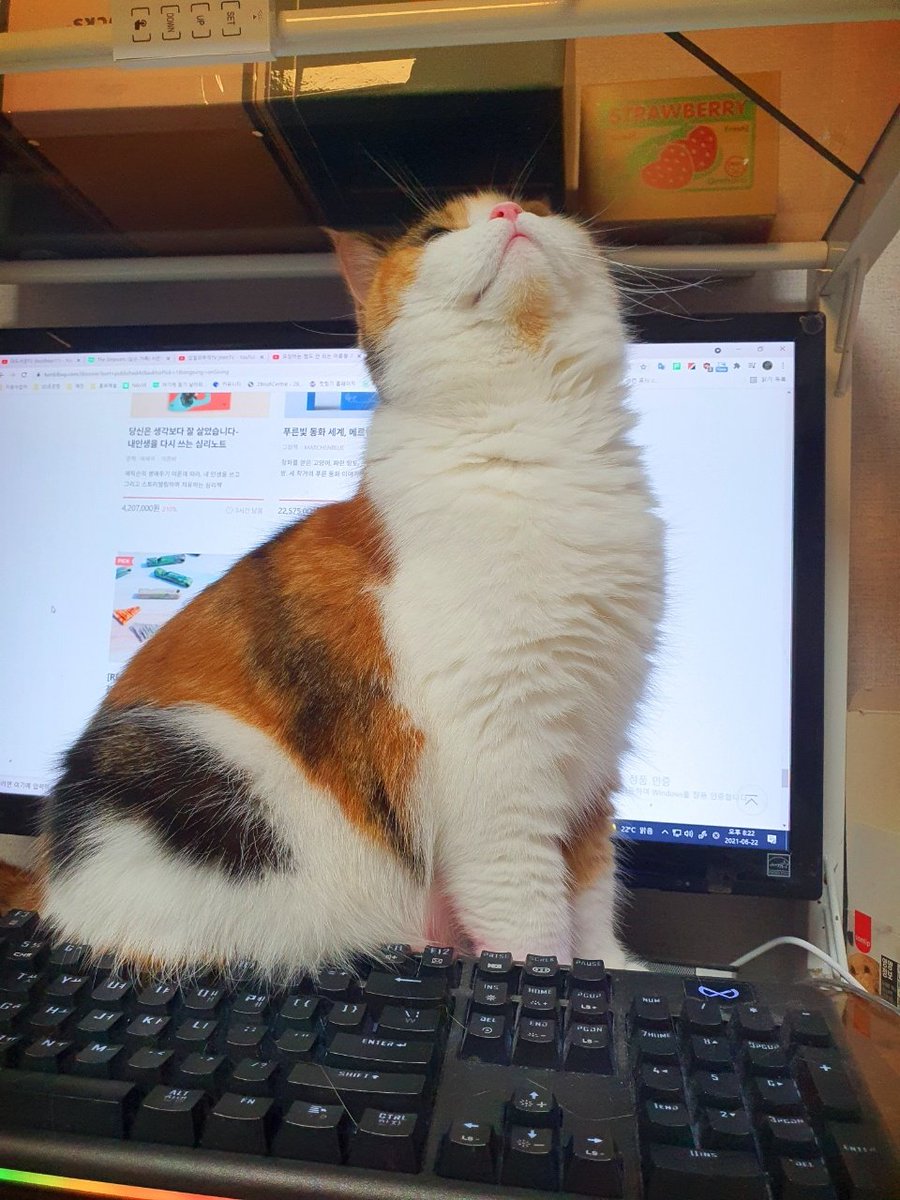 cat_mumu_S2's tweet image. 슈퍼 당당한 고양이 무무