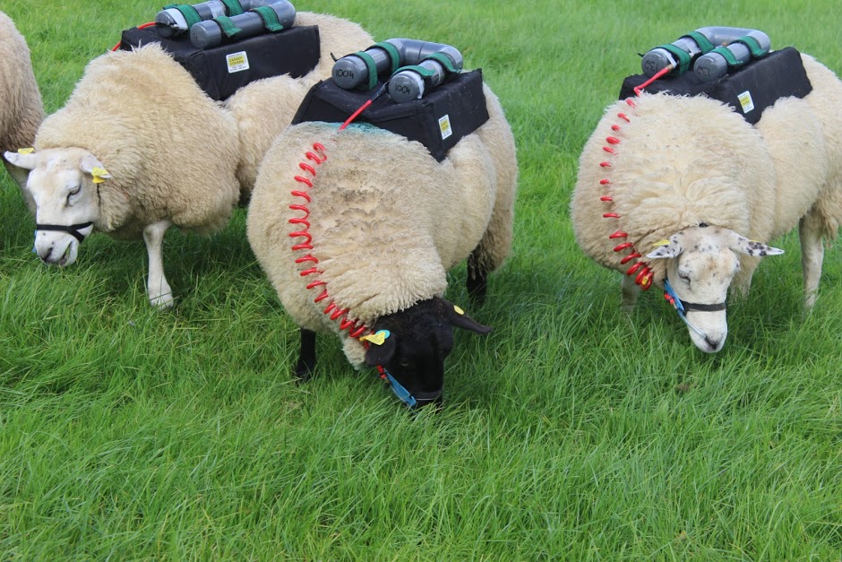 @GrassToGas (@grasstogas) on Twitter photo This month <a href="/edeloconnor15/">edeloconnor15</a> & <a href="/tubber_belclare/">Eoin Dunne</a>
from <a href="/TeagascSheep/">TeagascSheep</a> are using SF6 tracer techniques, funded by <a href="/GreenBreedDAFM/">GreenBreed</a> & @GrasstoGas. SF6 allows for continuous measurement of methane emissions from individual sheep grazing at pasture.
<a href="/SheepIreland/">Sheep Ireland 🌟🌟🌟🌟🌟</a> This month <a href="/edeloconnor15/">edeloconnor15</a> & <a href="/tubber_belclare/">Eoin Dunne</a>
from <a href="/TeagascSheep/">TeagascSheep</a> are using SF6 tracer techniques, funded by <a href="/GreenBreedDAFM/">GreenBreed</a> & @GrasstoGas. SF6 allows for continuous measurement of methane emissions from individual sheep grazing at pasture.
<a href="/SheepIreland/">Sheep Ireland 🌟🌟🌟🌟🌟</a>