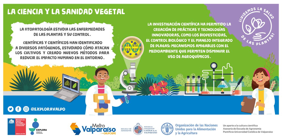 exploravalpo's tweet photo. ¡Constituyen el 80% de lo que comemos! Conoce la importancia de la sanidad vegetal a través de #CuidemoslaSaludDeLasPlantas de #exploravalpo con @AgroPUCV y el apoyo de @FAOChile https://t.co/tLkcDRuhMk #Valparaíso #CulturaCIentífica https://t.co/KBxUEepwxX