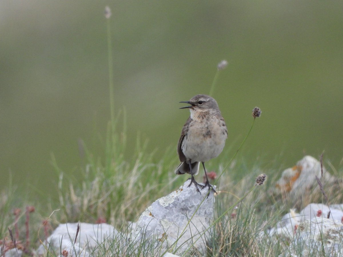 PPNEA's tweet photo. We carried out a #breedingbirds inventory in the Prespa #NationalPark. 🇦🇱🐦The upcoming #results of this process will inform the future #conservation measures needed to be taken by the relevant #authorities. 
Read more👇👇
https://t.co/5uxSybWLaA
#PONT @EuroNaturORG #PrespaNet https://t.co/D9NCwMg89f