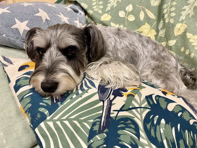 最近はクッションの山に乗るのが好きみたい🐶🐶

お耳が下がってるよぉ。
可愛いなぁ😍💕 