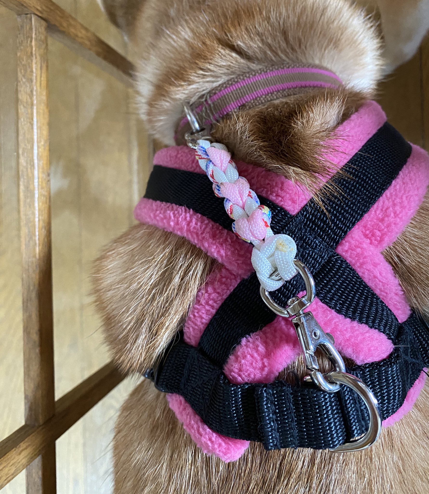 柴犬ももはな 首輪とハーネスを繋ぐジョイントを作ってみたけど 新しく作ったら どなたか買ってくれるかな 両方使いのワンちゃんいるかな ダブルリード T Co Yb8eowmrgt Twitter