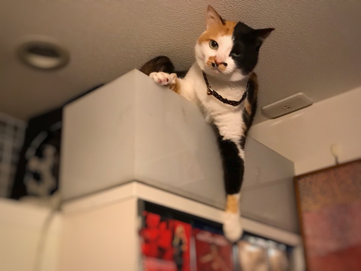 新宿東口にデジタルサイネージの巨大猫が出現 仕草もリアルで猫好きたちからも好評 夜は眠そうです 2ページ目 Togetter 新宿東口にデジタルサイネージの巨大猫が出現 仕草もリアルで猫好きたちからも好評 夜は眠そうです 2ページ目 Togetter