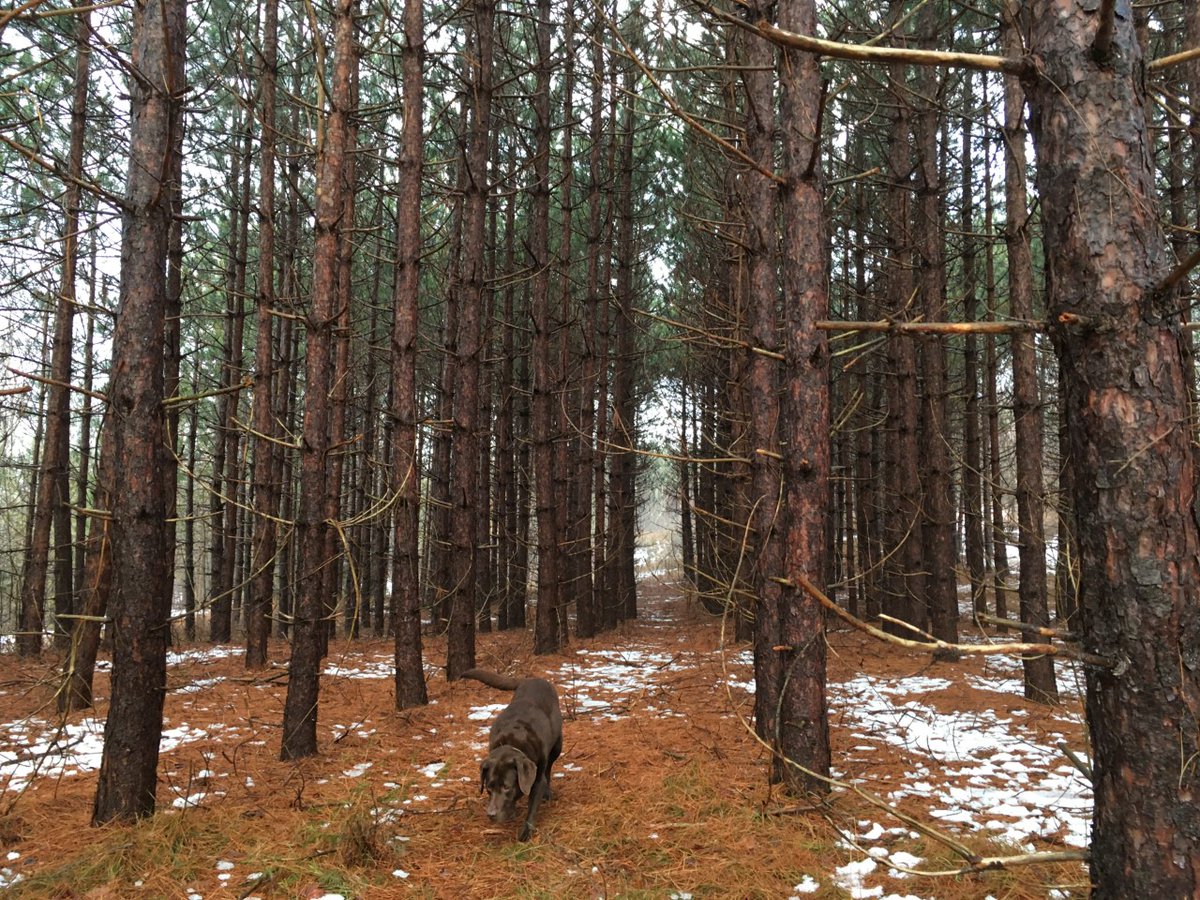 Have questions about your Red Pine woodlot? Then you're in luck! Check out our latest blog post, which offers advice on best management practices for a strong and healthy Red Pine forest: ow.ly/Ojiw50FiRiz

P.S. Can you spot a Forests Ontario staff pup in the photo? 👀🐶