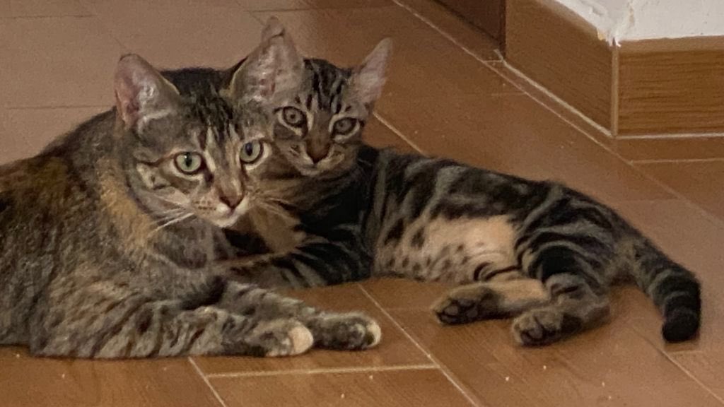 GhatoVerde's tweet photo. URGENTE 
Nacho, Lady y Dartagnan necesitan adopción 
Han dado + en leucemia pe no tienen síntomas y tienen tratamiento con impromune
Un hogar para ell@s 🙏🏻
Yolanda 638 21 35 02
#cats #AdoptaNoCompres https://t.co/oayJQmN4cu