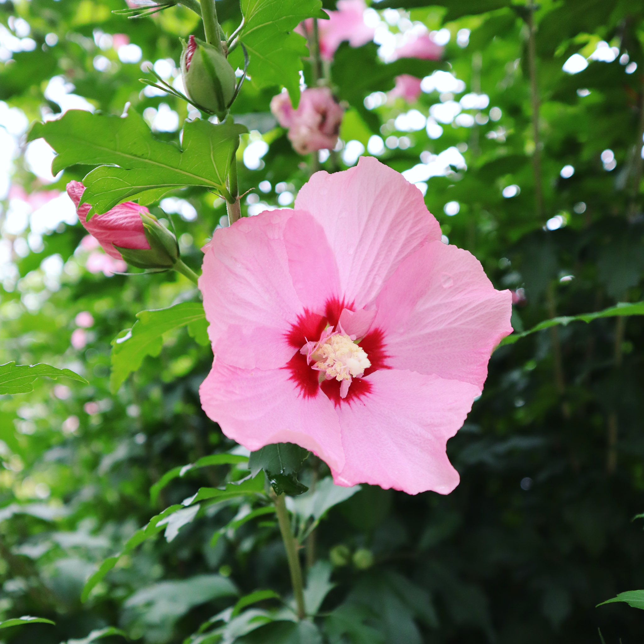 無窮花 Twitter Search Twitter