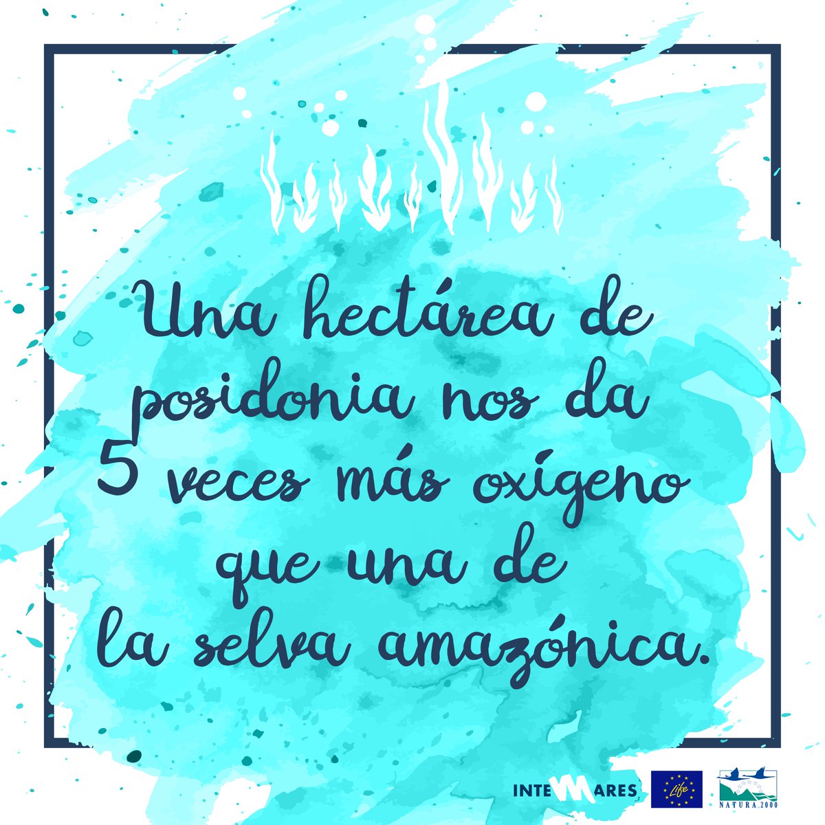 La pradera de #posidonia es uno de los hábitats marinos 🌊más importantes y un gran tesoro escondido bajo nuestras aguas que debemos cuidar 💙

¿Lo sabías? 👇👇