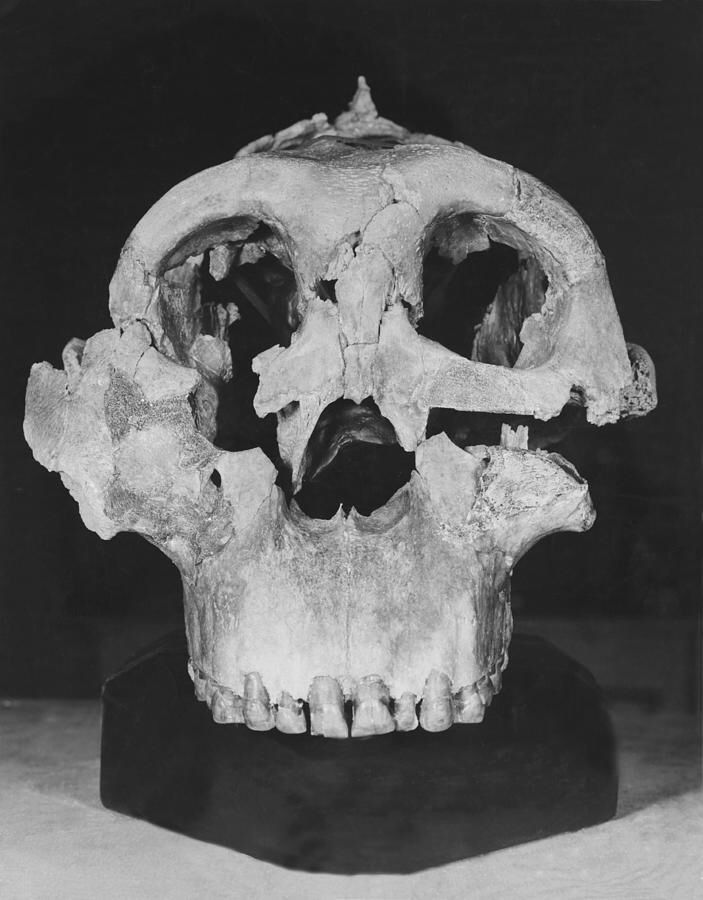 The gorgeous skull of Zinjanthropus was discovered #OnThisDay in 1959, by Mary Leakey in Tanzania. The big teeth of this 1.8 million-year-old relative earned it the nickname Nutcracker Man. #fossils #history