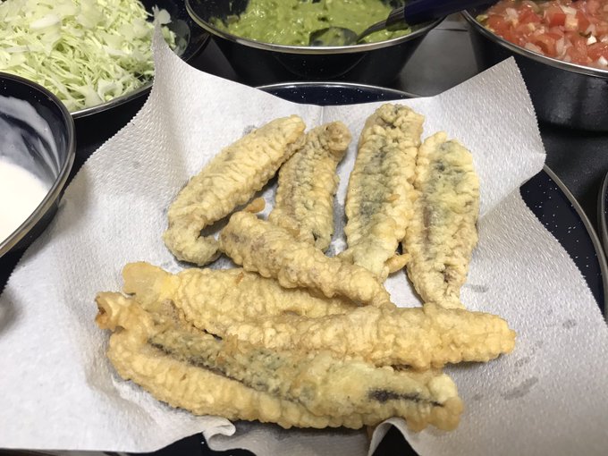 ブダイはタコスになるのか 