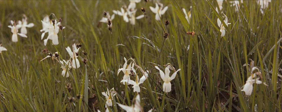 lecinema_'s tweet image. Flowers in Howards End (James Ivory, 1992)