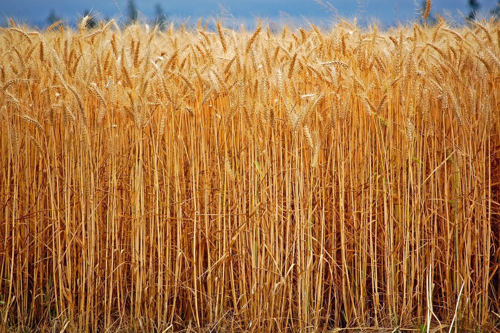 Looking for feed grade wheat to buy if anyone has some coming available in the next few weeks 
Call myself @ 519-274-4096
Or Jim <a href="/519/">Paul Manusu</a>-741-7596 
Thanks