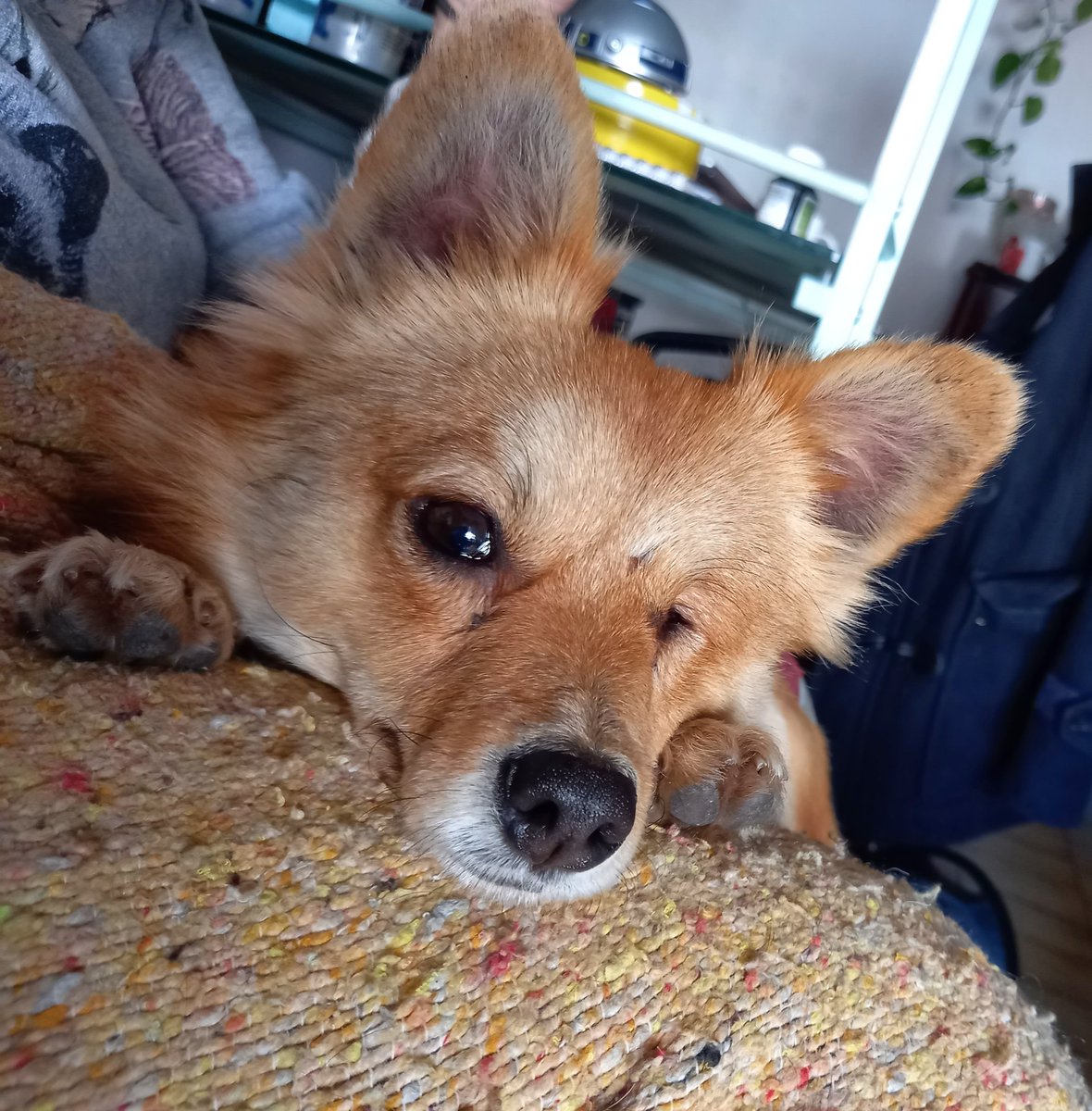 OpcionCrypto's tweet photo. Buenos días colegas ¿cómo arrancaron hoy?
Nosotros aquí con nuestra mascota del canal TITO el perro Crypto, o como le dicen algunos:
El $CryptoTito https://t.co/TRRkwTyrfa