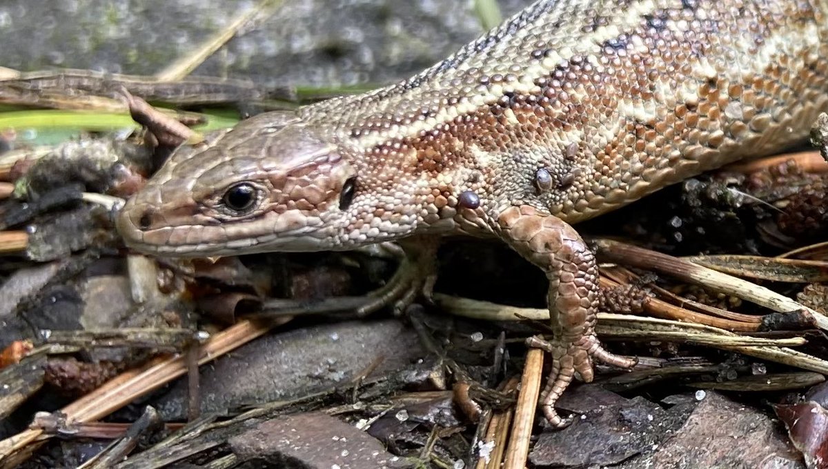 Draadje ontdekkingen met bomenconsulent <a href="/AnnemiekvanLoon/">Annemiek van Loon</a> vandaag op de #Veluwe.. 
Een hoogzwangere #zandhagedis op een zandpad in het #Vierhouterbos. Zo’n prachtig diertje😊 #reptiel @ravon #hagedis