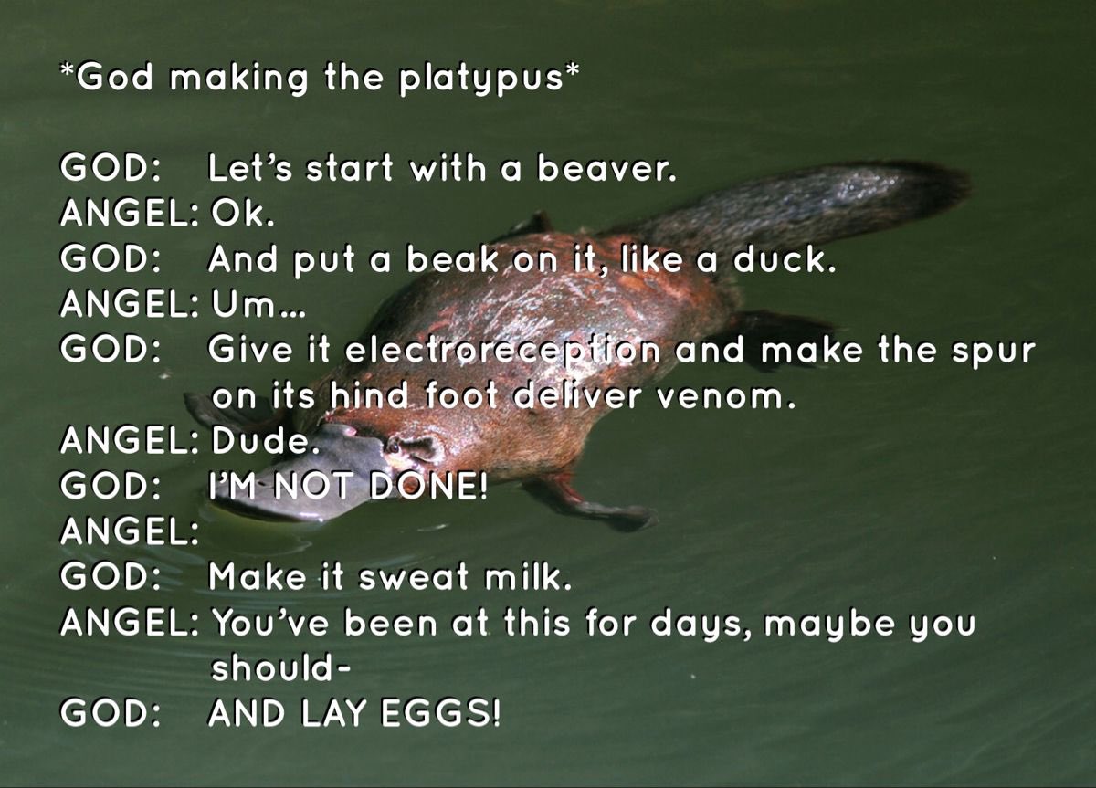 PlatypusToken's tweet photo. @cryptomemecoins @MemeCoinProphet @memecoingod @sarahxz @MemeCoinList @pepe_community @1dynastyrich @allthealts @memecoinmills @StonksReddit @stonkstoken @bonfiretoken @elonmusk @BoredElonMusk @Pig_Finance https://t.co/madY9h8OMC