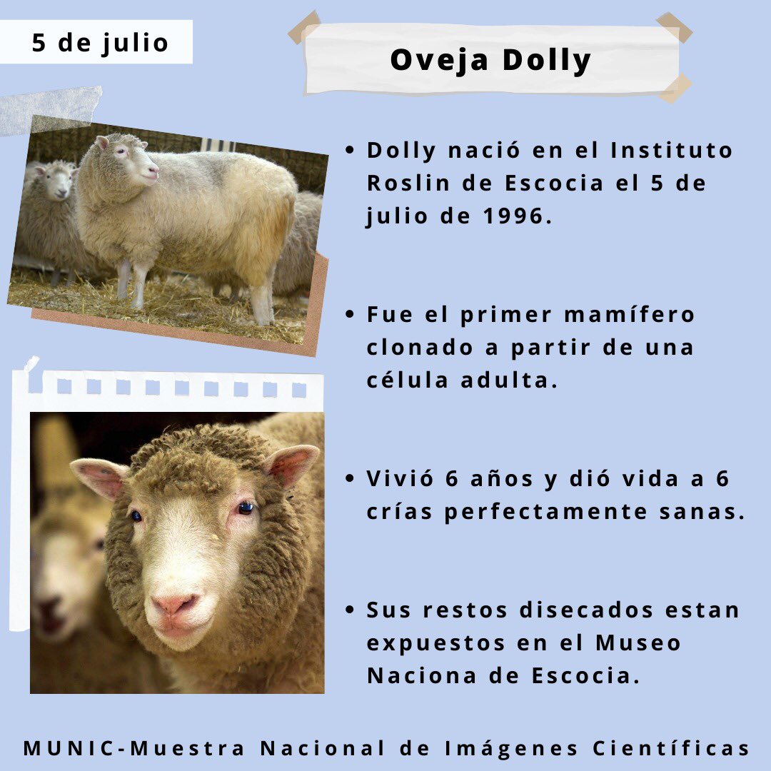 MuestraMunic's tweet photo. La oveja Dolly fue un hito de la ciencia, hoy conmemoramos el día de su nacimiento con estos datos sobre su vida.✨🐑🎉 #cienciaytecnologia #ovejadolly #divulgacioncientifica #cinecientífico #documentalcientifico #DollyTheSheep https://t.co/3L8YjEqgBw