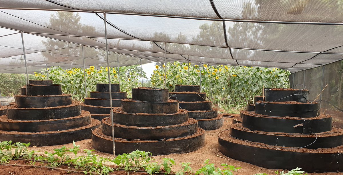 RamaraFarm's tweet photo. This has been keeping us busy lately.  Increasing our capacity to deliver berries all year round. Trust the process. #BerriesareUs #Ukulima #Farming https://t.co/iPDqVrHUMY
