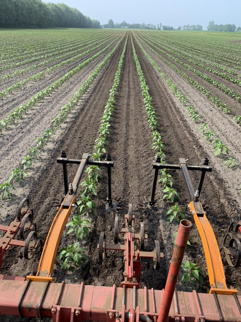 Mike Pasztor 🌽🌱🌾🐂🐷🥒🌶 tweet media