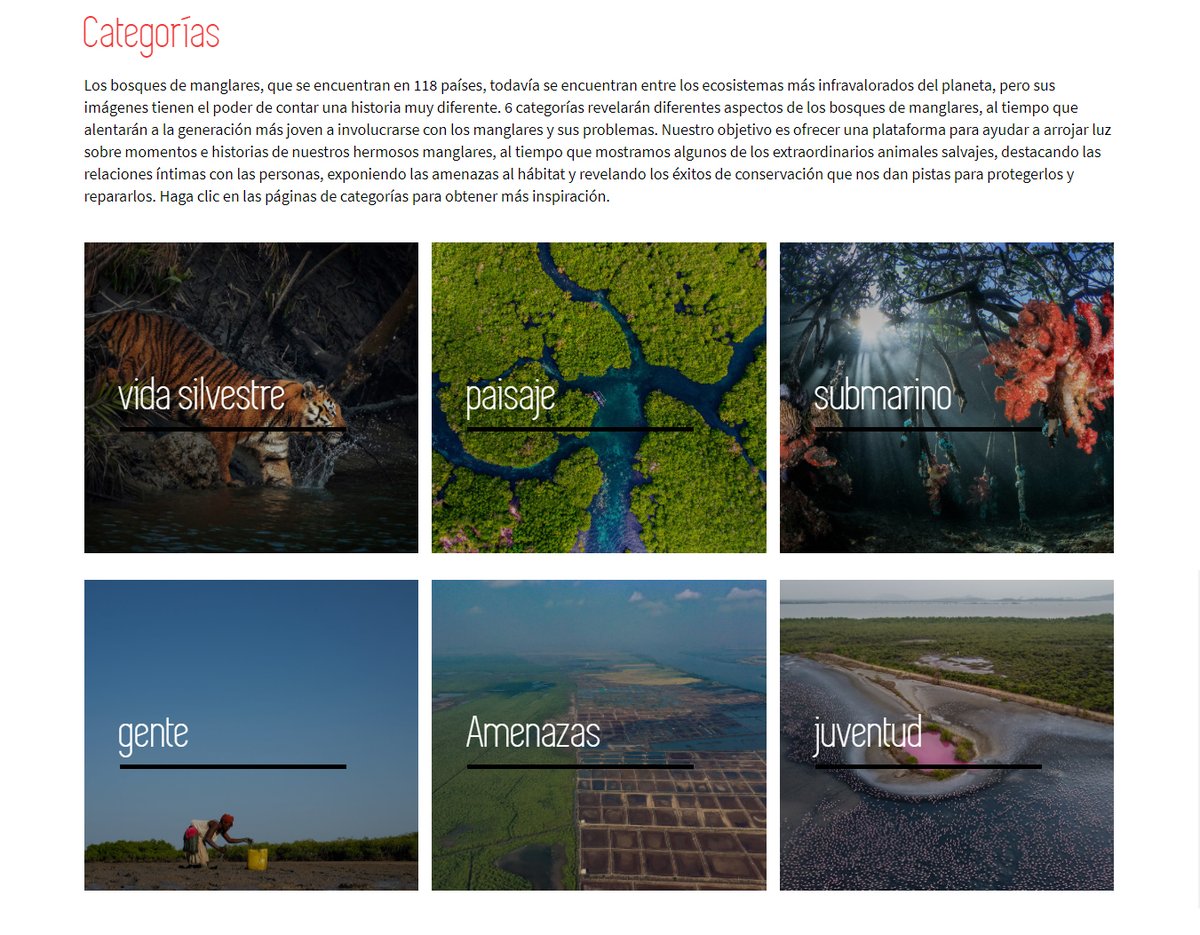 CONCURSO DE FOTOGRAFÍA DE LOS MANGLARES
#MangrovePhotographyAwards nos están dando una visión fascinante del mundo de los manglares de todos los rincones de la tierra.

Conoce más sobre el concurso en:
photography.mangroveactionproject.org