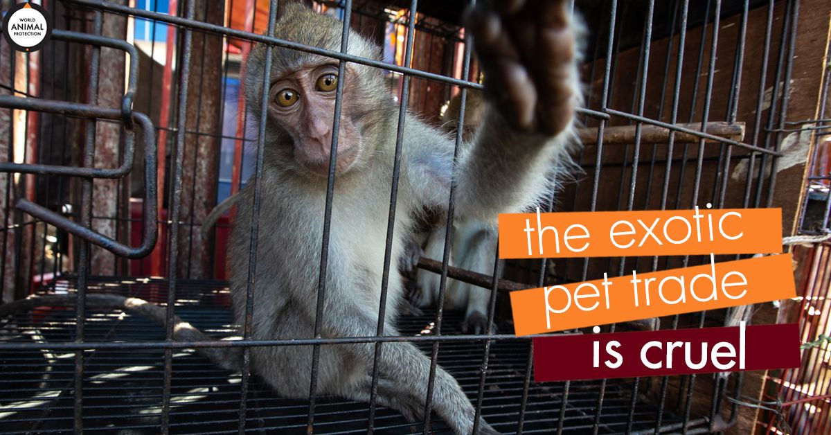 MoveTheWorldUS's tweet photo. We need to see an end to the global wildlife trade. https://t.co/8ZiByJu04k https://t.co/E2x3TMzcAz