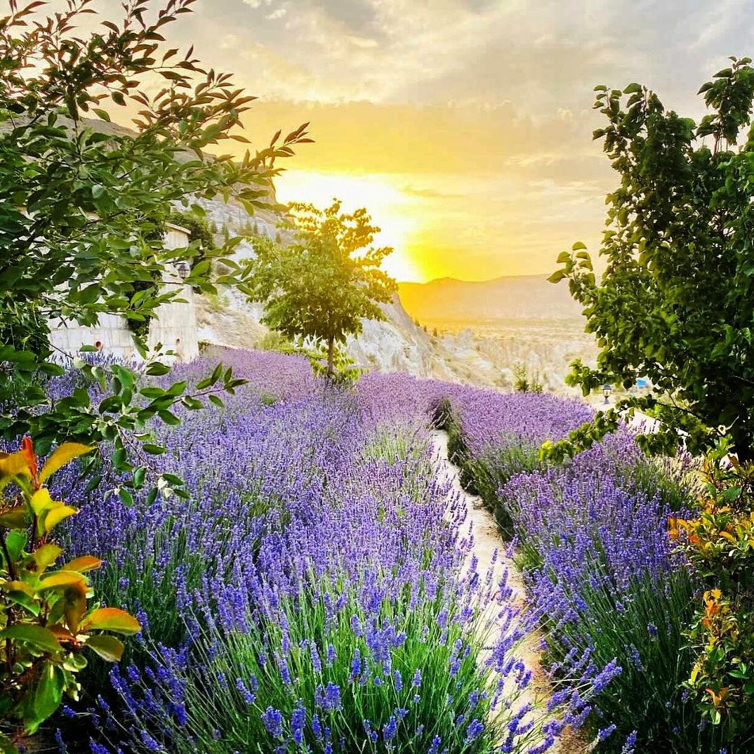 Lavender Field - Lavanta Bahçesi 😍
📌 <a href="/Kayakapi/">Kayakapi Premium Caves - Cappadocia</a> Premium Caves
・・・
#Kapadokya #Cappadocia #Ürgüp