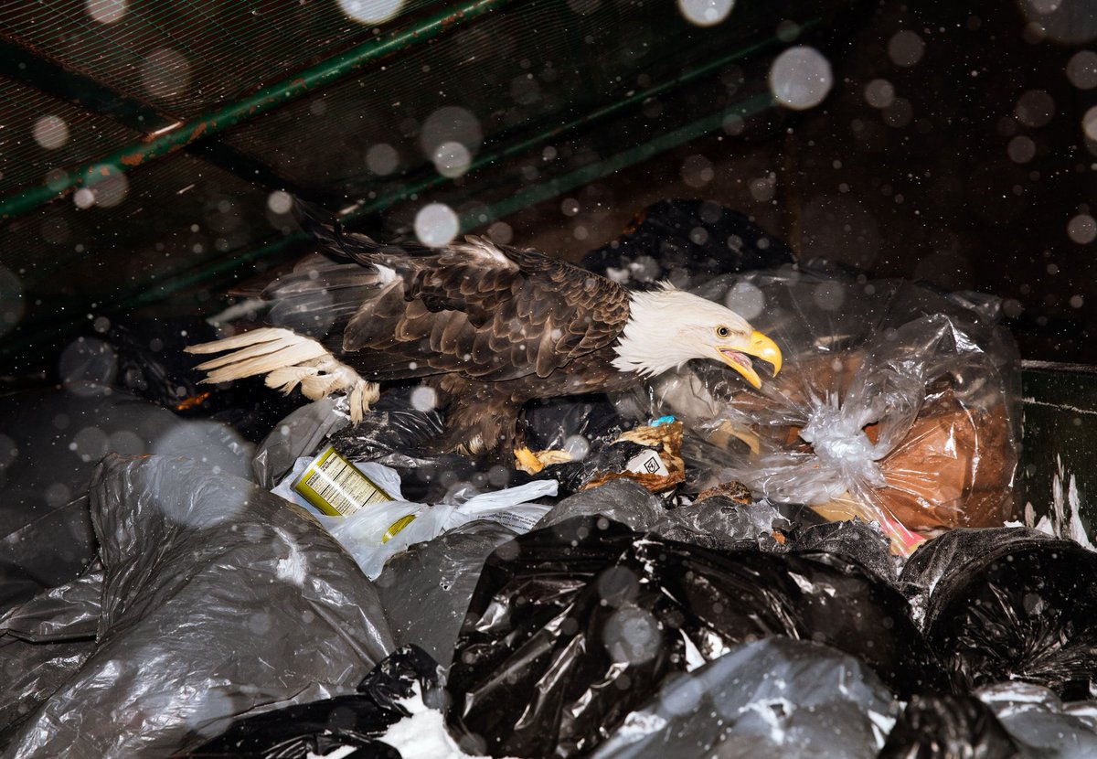 attnstarcommand's tweet image. hope everyone had a good independence day