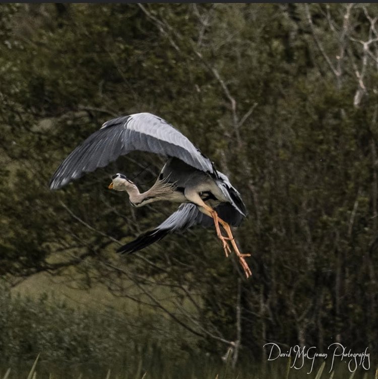 #photooftheday taken by local photographer @davidmcgowanphotography in our Renville park 📸👏