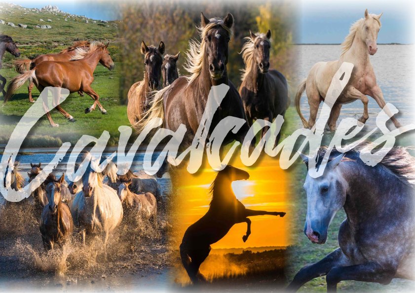 AltiClic's tweet photo. Édition du livre "Cavalcades". Un superbe livre sur les chevaux réalisé par le photographe spécialiste du sujet : Patrice Guéritot. Souscription KissKissBankBank ouverte jusqu'au 16 Juillet 21 : https://t.co/6VIqO53ZcF
#cavalcade #cheval #chevaux #freedom #horse #livre #gueritot https://t.co/Xw6it5IubY