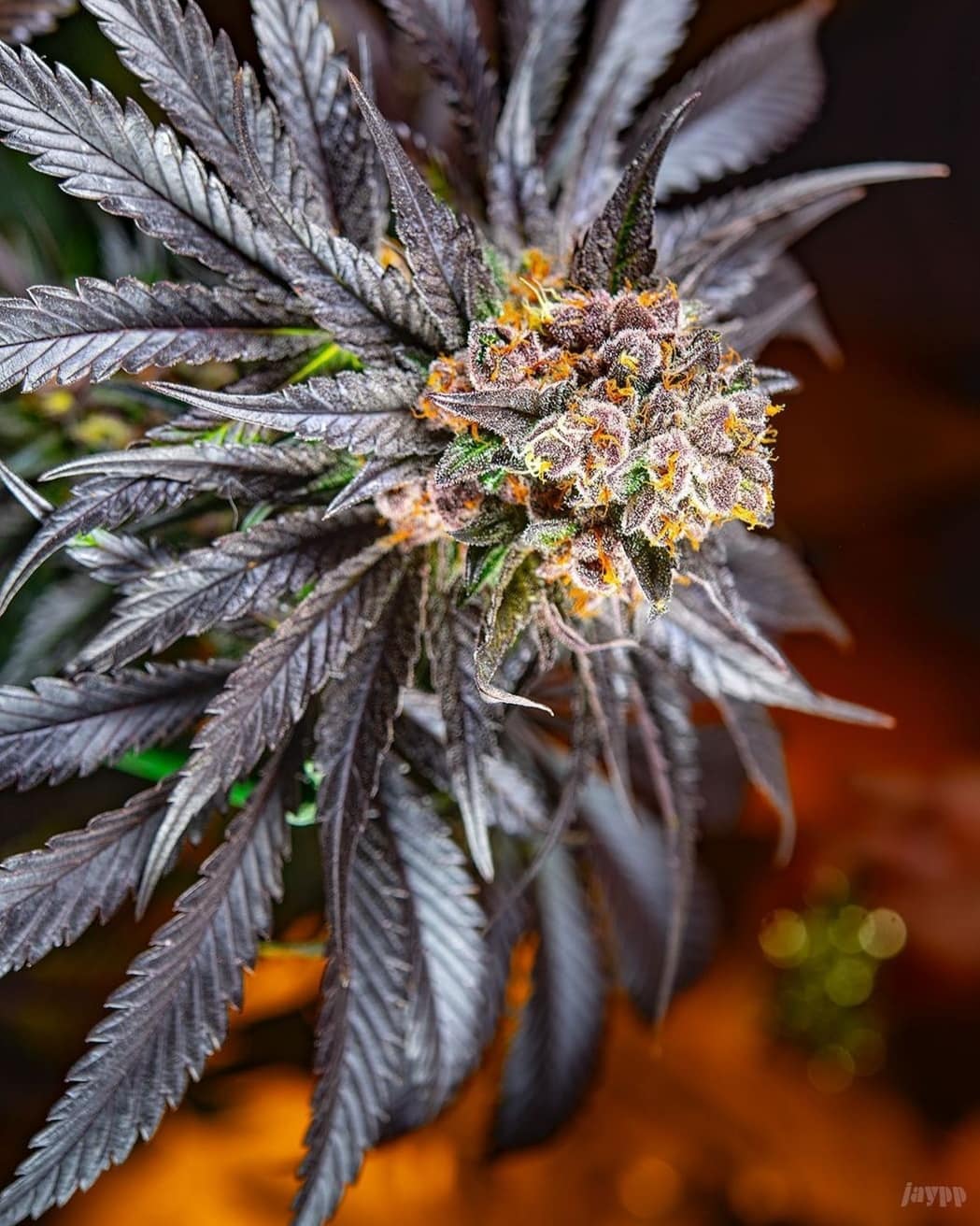 Cómo germinar semillas de marihuana - La Huerta Blog