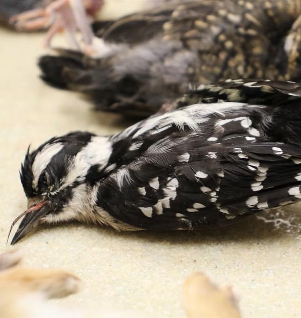 BlueRidgeWildlifeCtr on Twitter "Though the risks of pregnant women