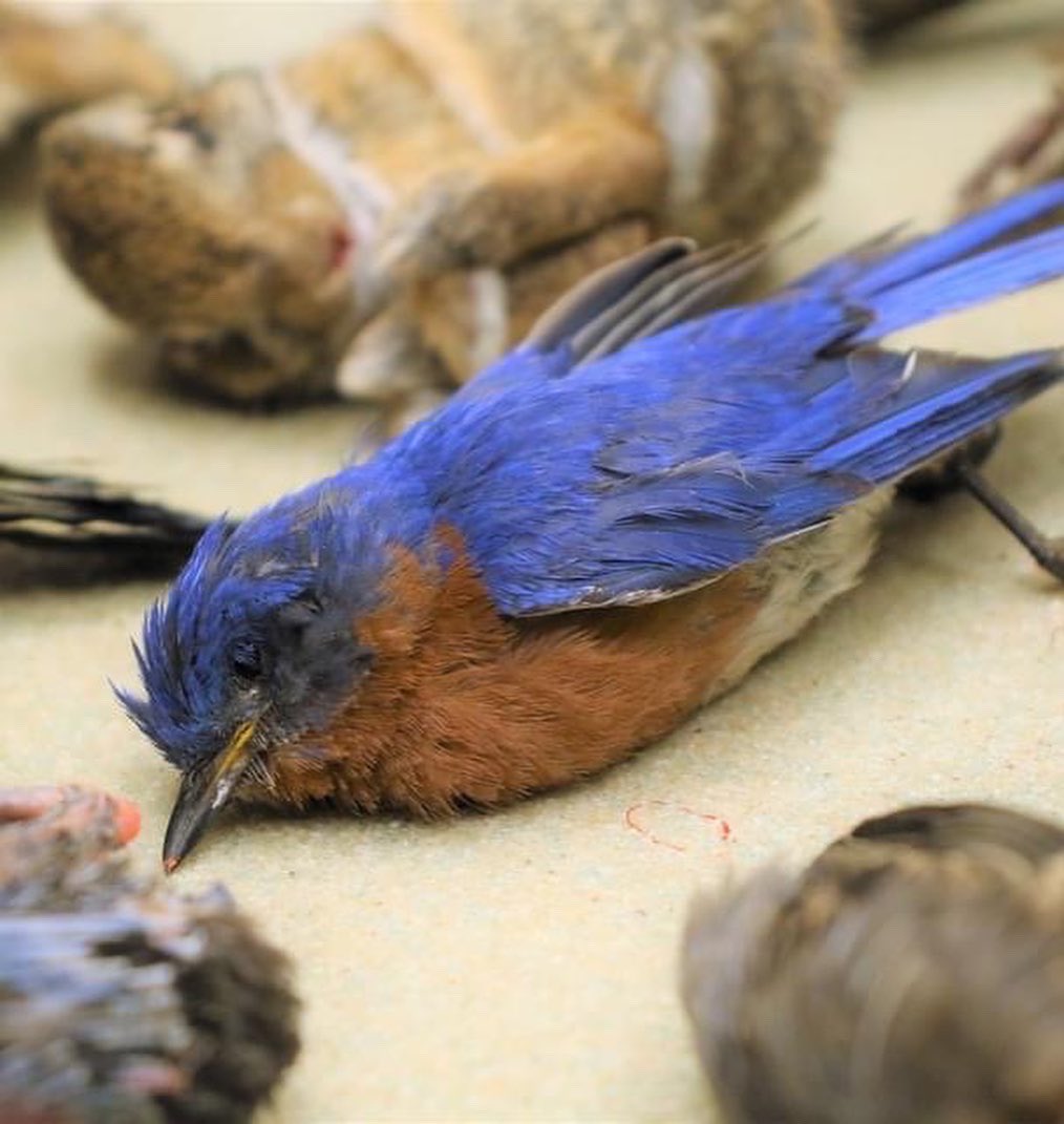 BlueRidgeWildlifeCtr on Twitter "Though the risks of pregnant women