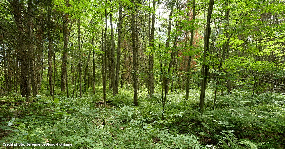 Bonne nouvelle! La Ville de Saint-Constant sur la <a href="/couronnesud/">TPECS</a> déclare son intention de protéger 14 aires boisées à intérêt faunique et floristique.

Tous les détails: saint-constant.ca/fr/actualites/…

#polmun #milieuxnaturels