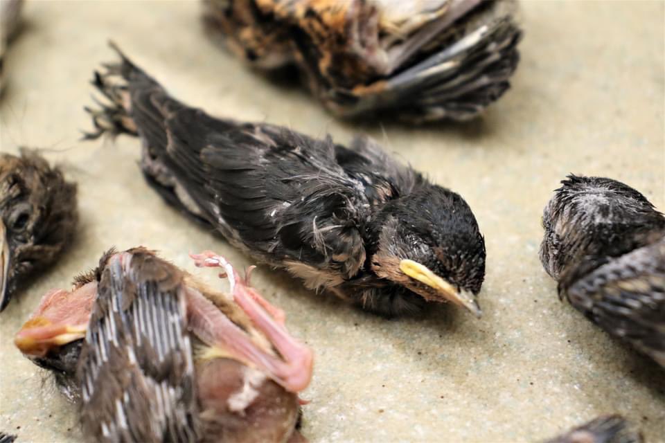 BlueRidgeWildlifeCtr on Twitter "Though the risks of pregnant women