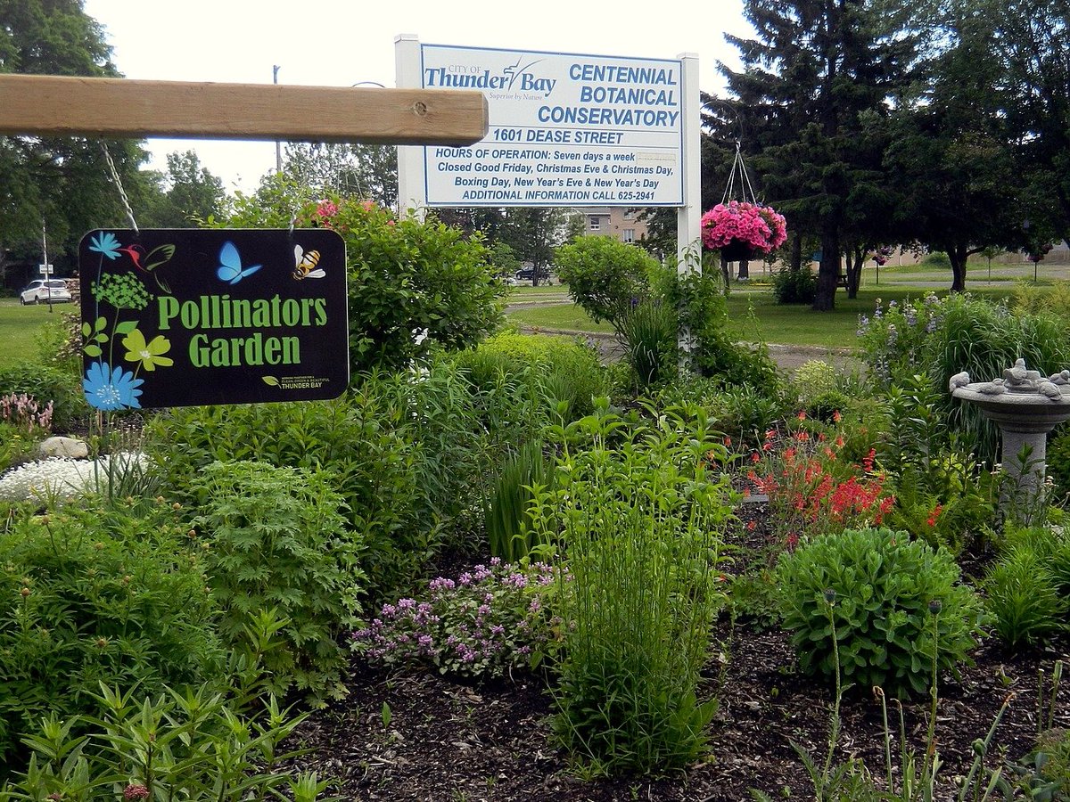 friendsTBcon's tweet photo. Award winning gardens surround #ThunderBay's Centennial Botanical Conservatory. Enjoy trees, flower beds, a Pollinators Garden, even beehives.
The Conservatory remains closed due to COVID-19.
#tbay #CleanGreenAndBeautiful #GrowingTogether #GreenSpace #WellBeing #QualityOfLife https://t.co/SVeSpFfyPZ