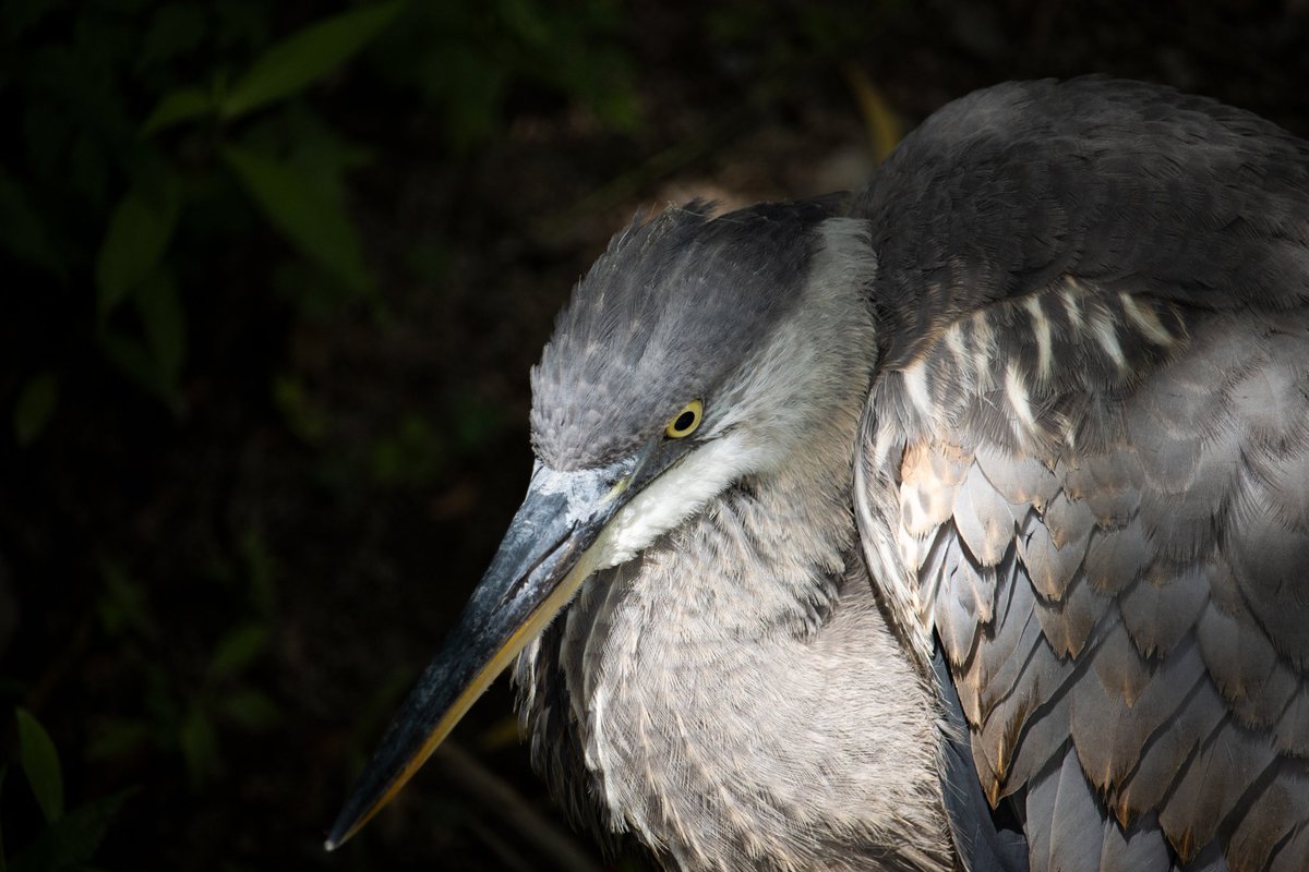 JKvsWorld's tweet photo. Great Blue Heron #heron #blueheron #greatblueheron #bird #canon90d #wildlifephotography #naturephotography #birdphotography #birdwatching #birdlovers #animalphotography #birdfreaks #birdsofvirginia #nature #wildlife #photography #captures #canon #naturelovers https://t.co/5xeVQun5mM