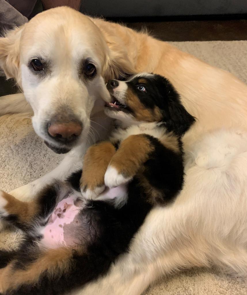 NaturalBalance's tweet image. &quot;Get a puppy&quot; they said. &quot;It will be fun&quot; they said.

📷 :@sarahemusick
#naturalbalance #naturalbalancedogfood #puppyproblems