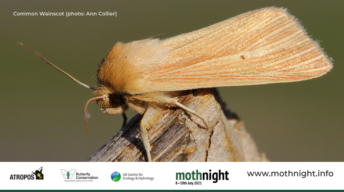 This year's #MothNight theme is reedbeds & #wetlands. We’re encouraging records from ponds, lakes, rivers, canals & wetland sites - important habitats for different #wildlife incl many #moth species (but, as ever, records from any site are welcome!) mothnight.info/themes/