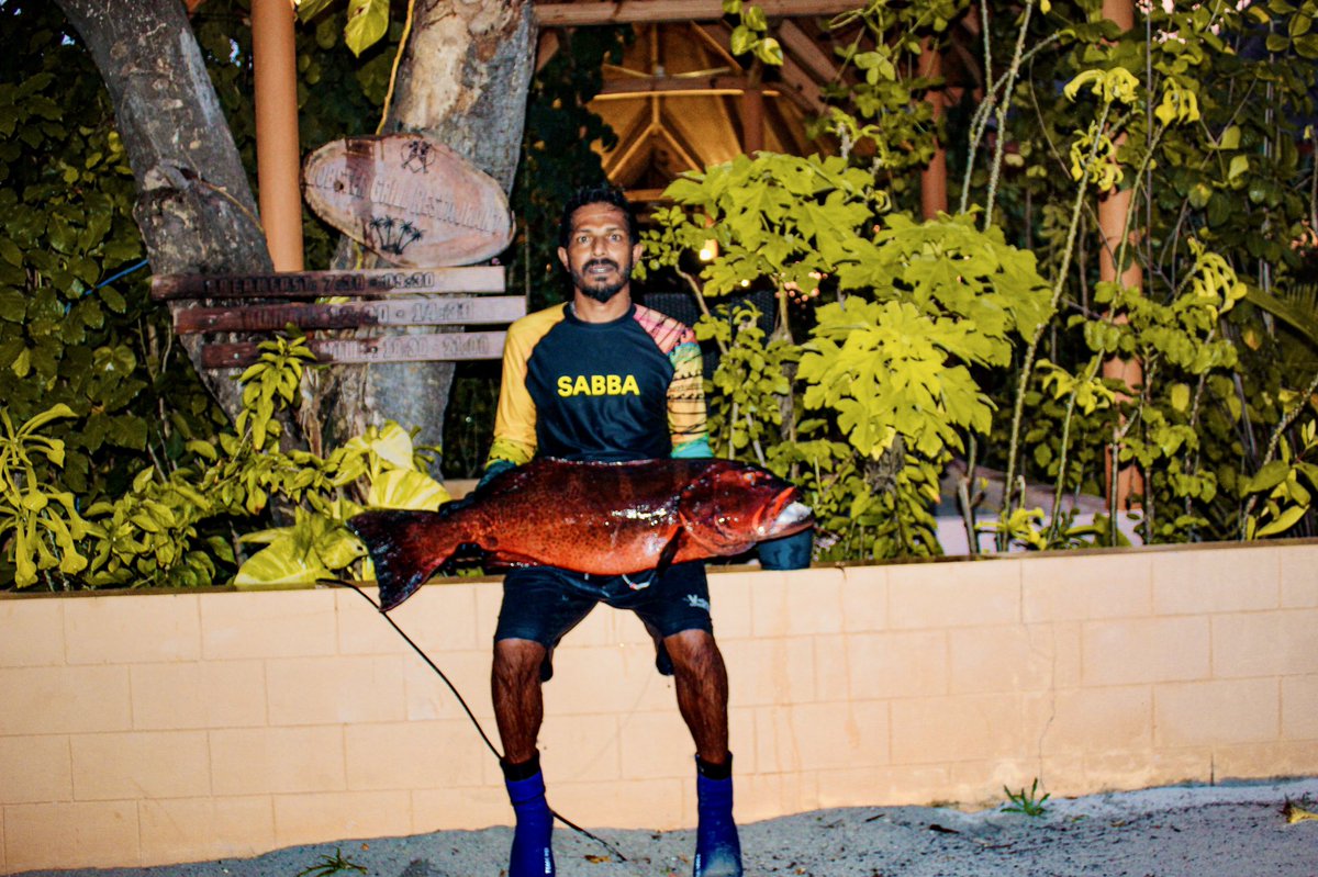 Today's fresh catch! lucky day of fishing a humongous giant grouper 🐠 
.
.
#paradise #fodhdhoo #maldives #spearfishing #snorkeling #today #fresh #sea #grouperfish #sabbabeachsuite #lobstergrillrestaurent #sabbasummersuite #experience #islandlife #sunnysideoflife #visitmaldives