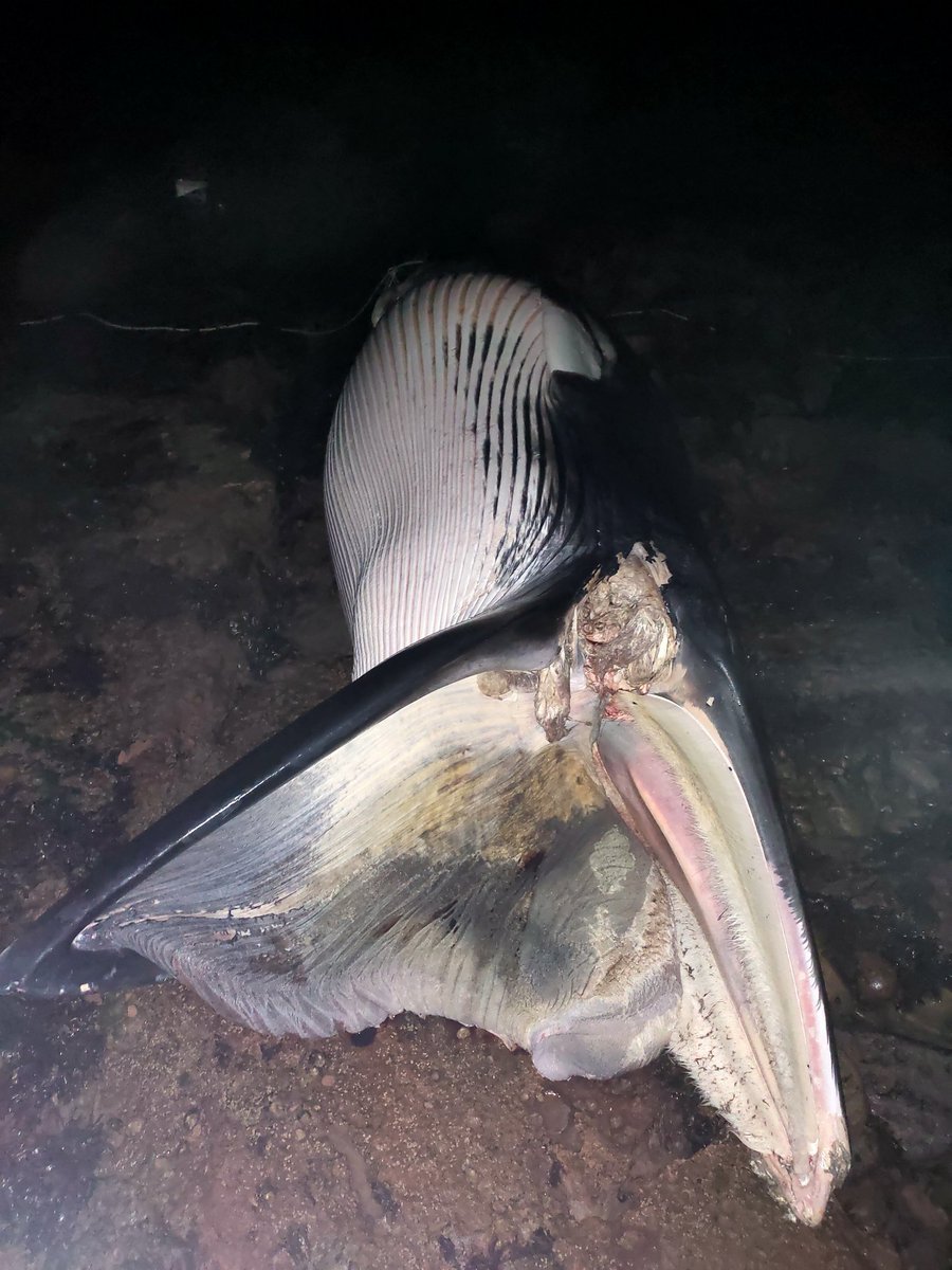 CetaceanBoy's tweet photo. ❗Distressing Content❗
Saturday 3rd July, myself and two others attended a #dead #stranding of an adult male #minke #whale at St Cyrus, #Aberdeen. Cause of death wasn’t apparent, individual appeared to be healthy. Although, multiple signs of #anthropogenic damage were present https://t.co/SNlo1ikNeu