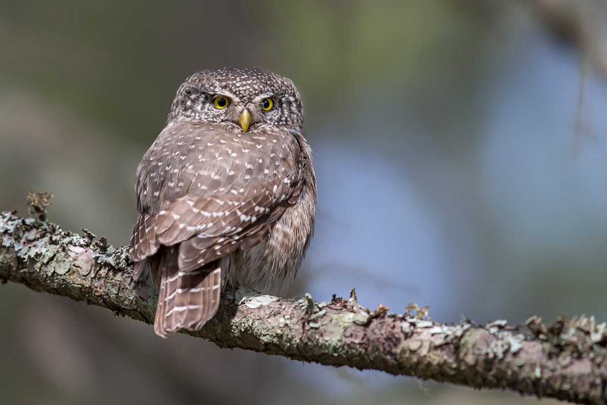 BirdLifeLU's tweet photo. Überraschung auf dem Schamserberg
Bei der Ornithologischen Weiterbildung auf dem #Schamserberg zeigten sich neben #Feldlerchen auch #Braunkehlchen, #Steinschmätzer, #Schneesperling, eine ganze Familie #Hermeline und sogar ein #Sperlingskauz 
Fotos © M. Gerber; Burkardt; Derungs https://t.co/O3CnlnRNWH
