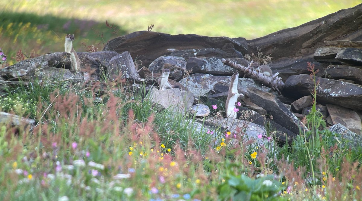 BirdLifeLU's tweet photo. Überraschung auf dem Schamserberg
Bei der Ornithologischen Weiterbildung auf dem #Schamserberg zeigten sich neben #Feldlerchen auch #Braunkehlchen, #Steinschmätzer, #Schneesperling, eine ganze Familie #Hermeline und sogar ein #Sperlingskauz 
Fotos © M. Gerber; Burkardt; Derungs https://t.co/O3CnlnRNWH