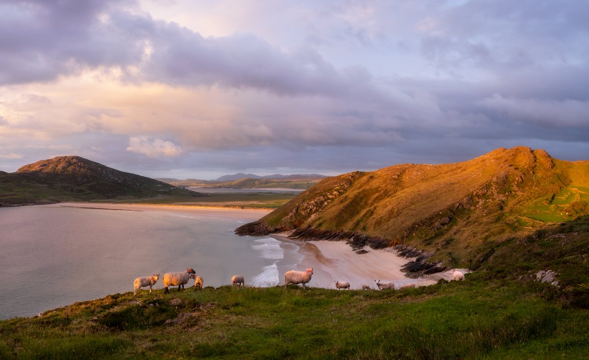 Been planning this shot for 2 years, but the light never hit how I wanted, but this time I got my shot & luckily I had some friends to help make the image a bit better! A pano, but cropped for focus on the sheep, what you think? @govisitdonegal @govisitdonegal @the_full_irish_