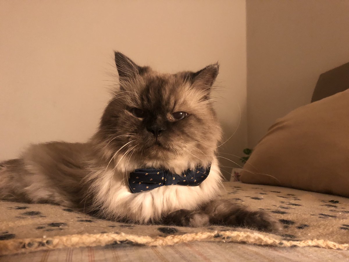 aruni_t's tweet image. All dressed up and nowhere to go. #CatsOfTwitter #PandemicProblems