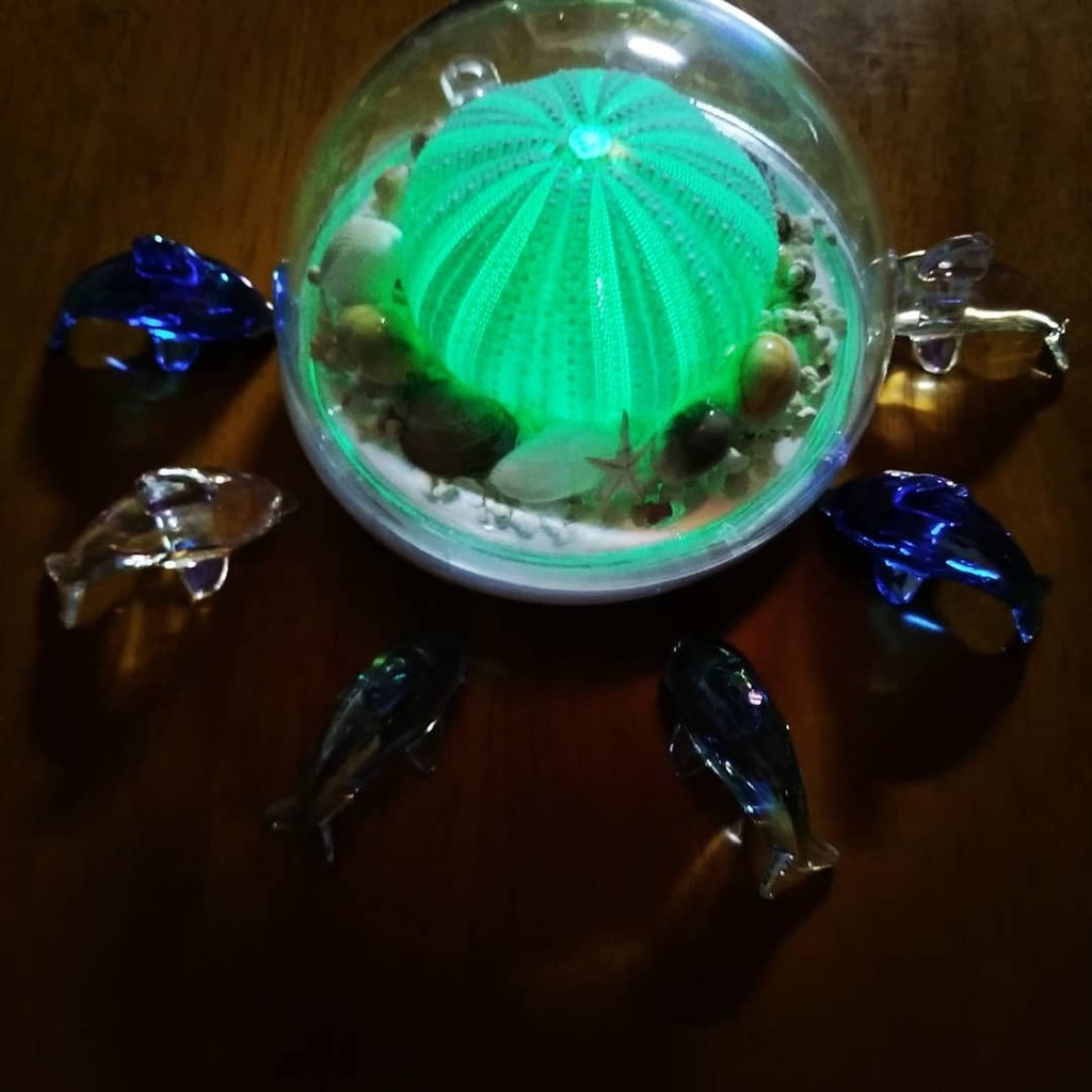 Na Function ウニランプ作ってます Na Function Twitter