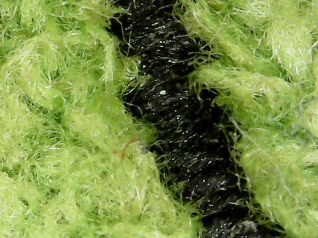 McLabKSU's tweet photo. It's time for another Microscopic Monday Wrong Answers Only! This week's photo features a particularly sad dog toy, but we want to hear your wrong answers!
#MicroscopicMonday #WrongAnswersOnly https://t.co/aJCu8Hh3oz